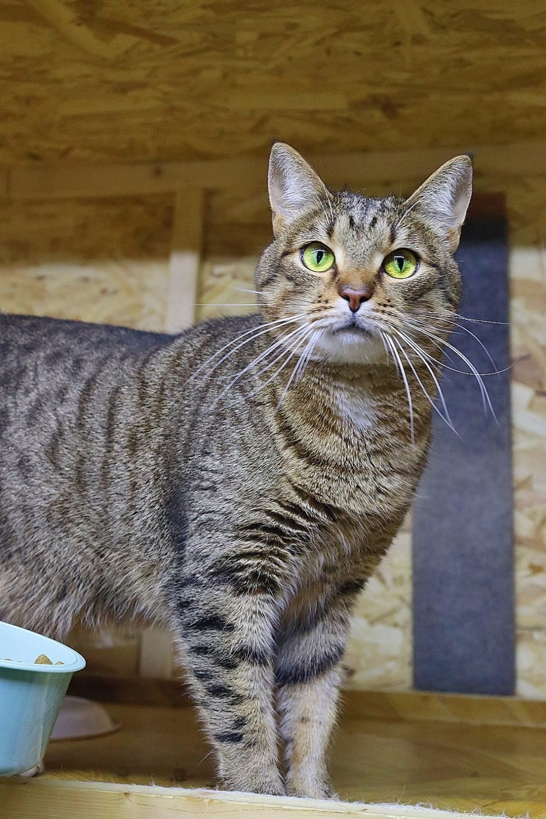 Пропала кошка в Люберцах — фото объявления