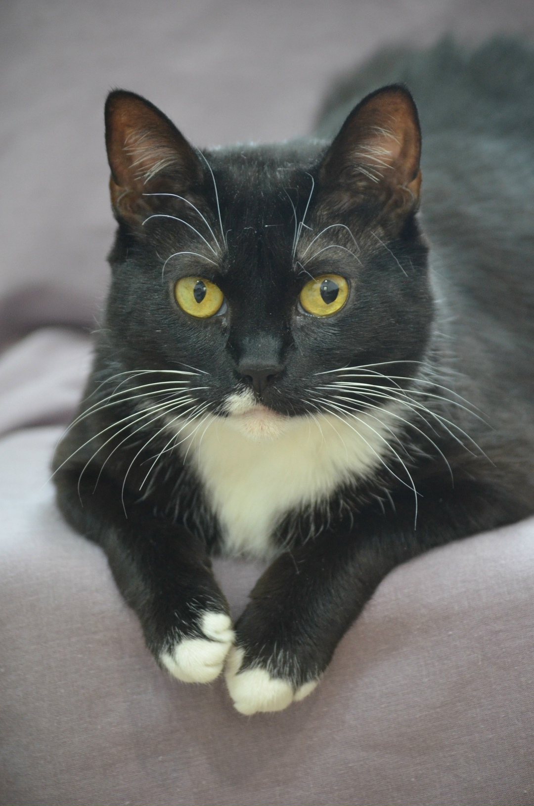 Найдена собака в Люберцах — фото объявления