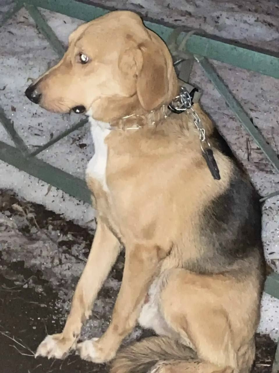 Найдена собака в Люберцах — фото объявления