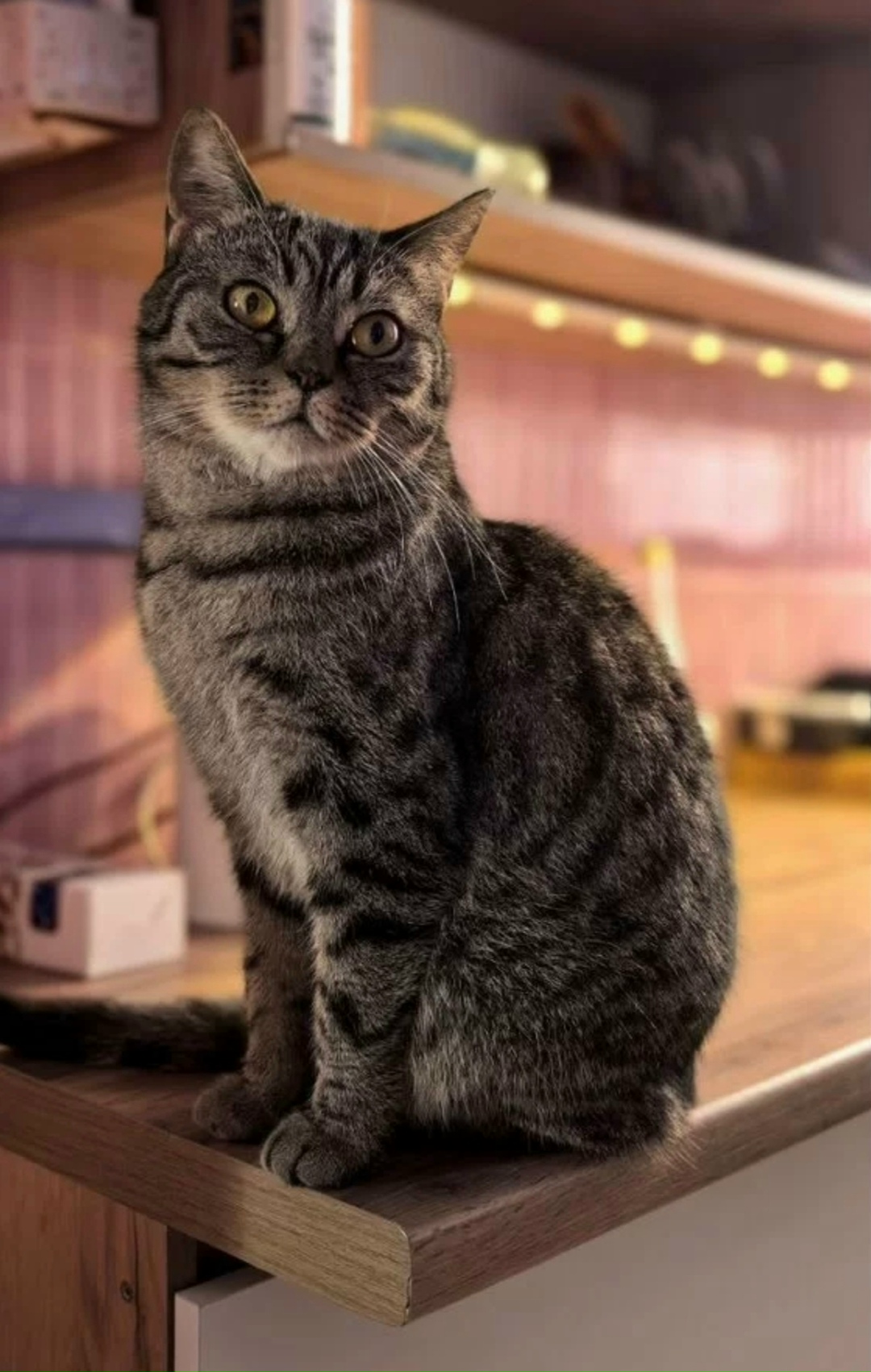 Найдена кошка в Люберцах — фото объявления