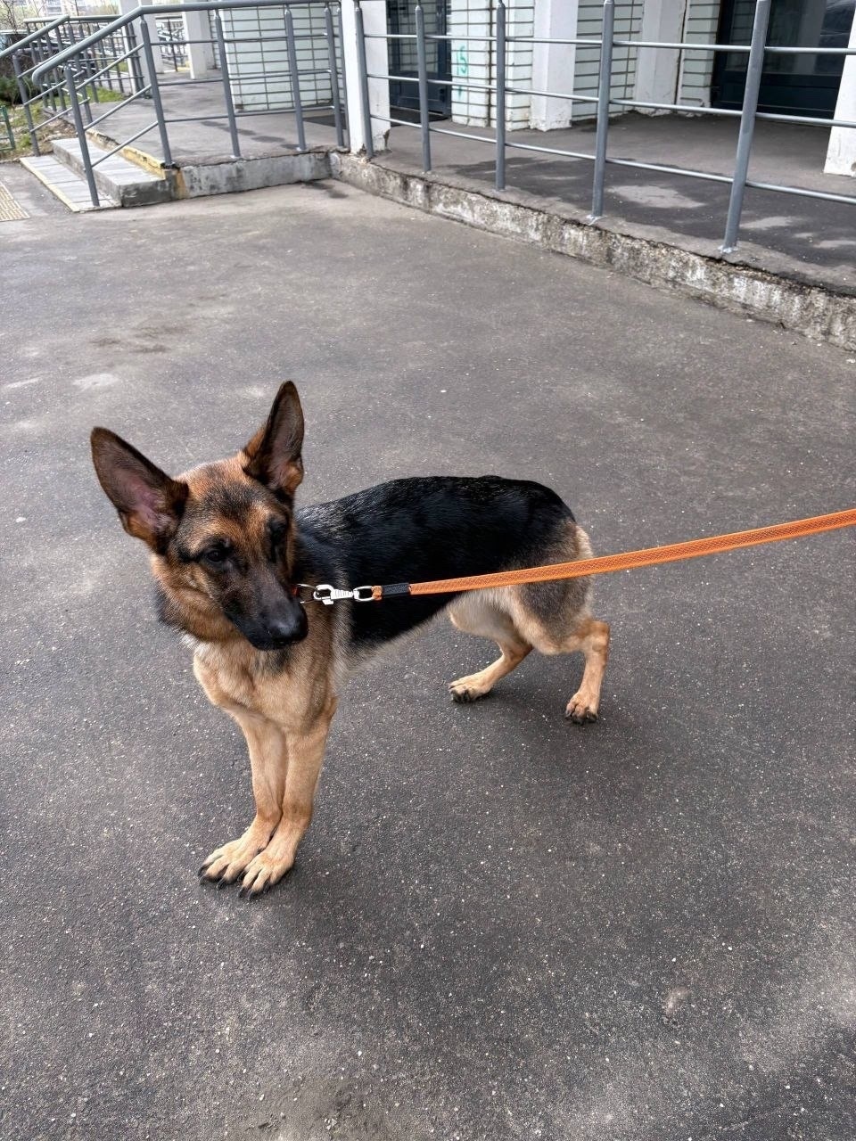 Найдена собака в Люберцах — фото объявления