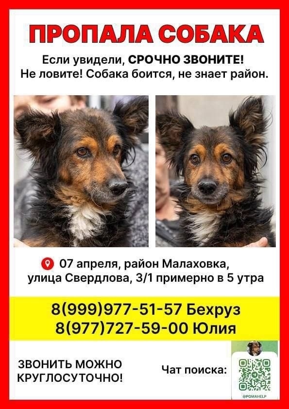 Пропала собака в Люберцах — фото объявления