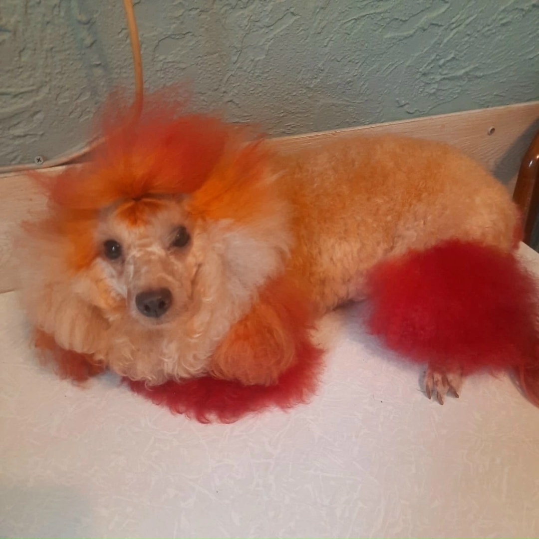 Пропала собака в Люберцах — фото объявления