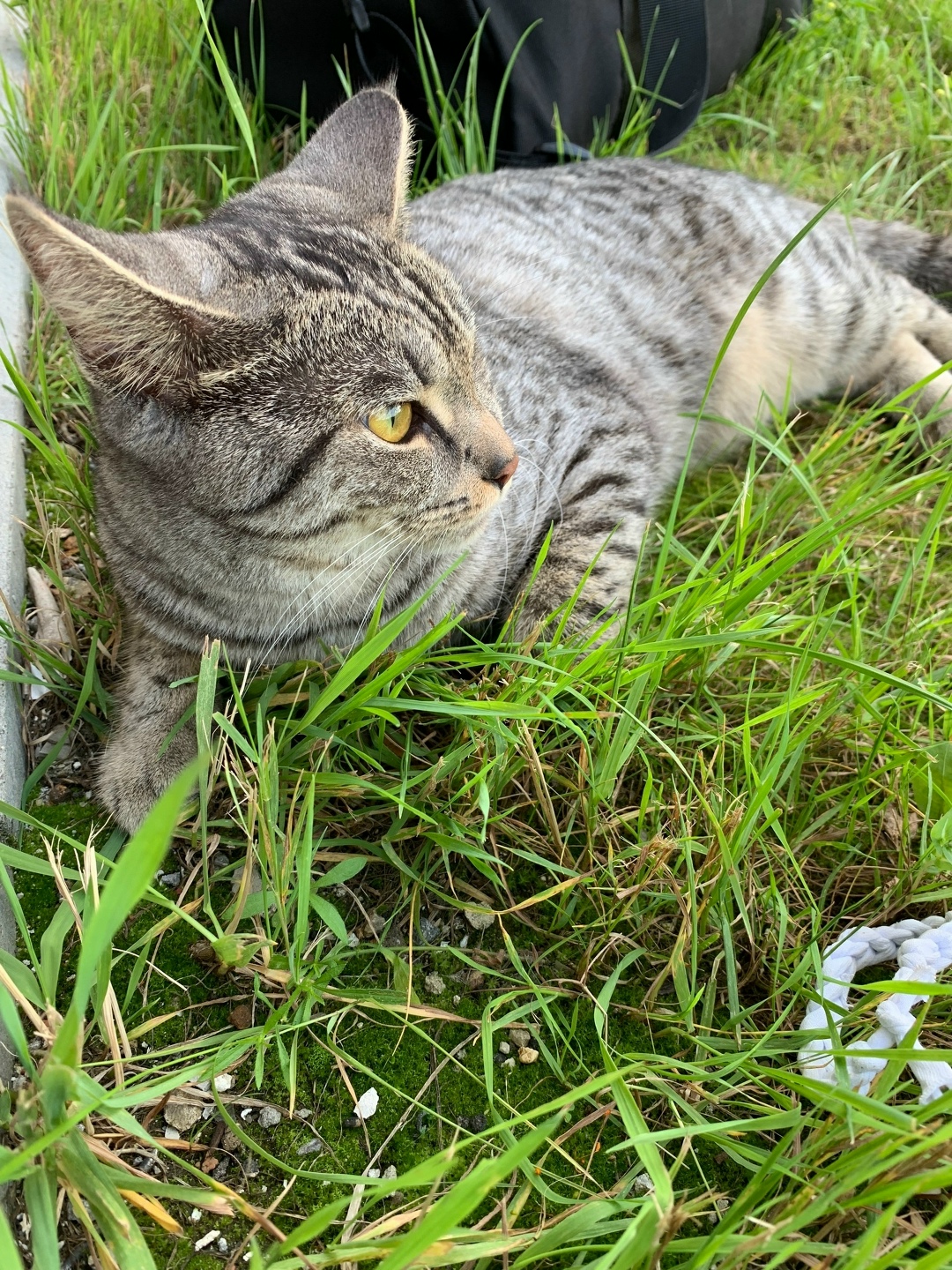 Найдена кошка в Люберцах — фото объявления