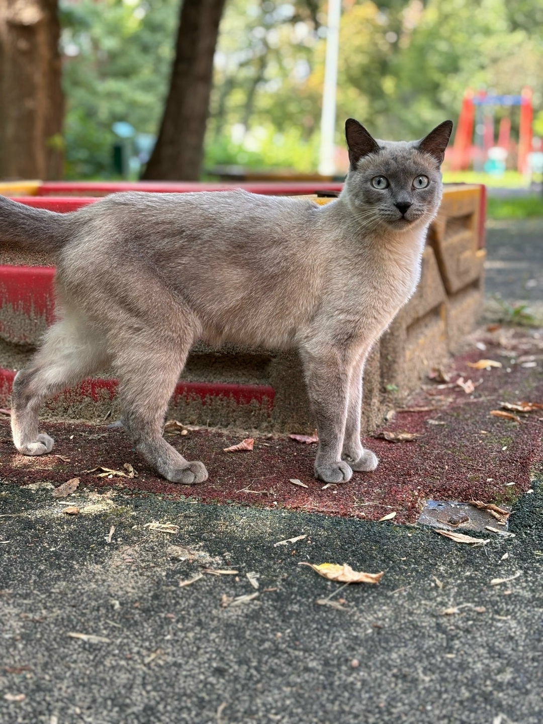 Пропала собака в Люберцах — фото объявления