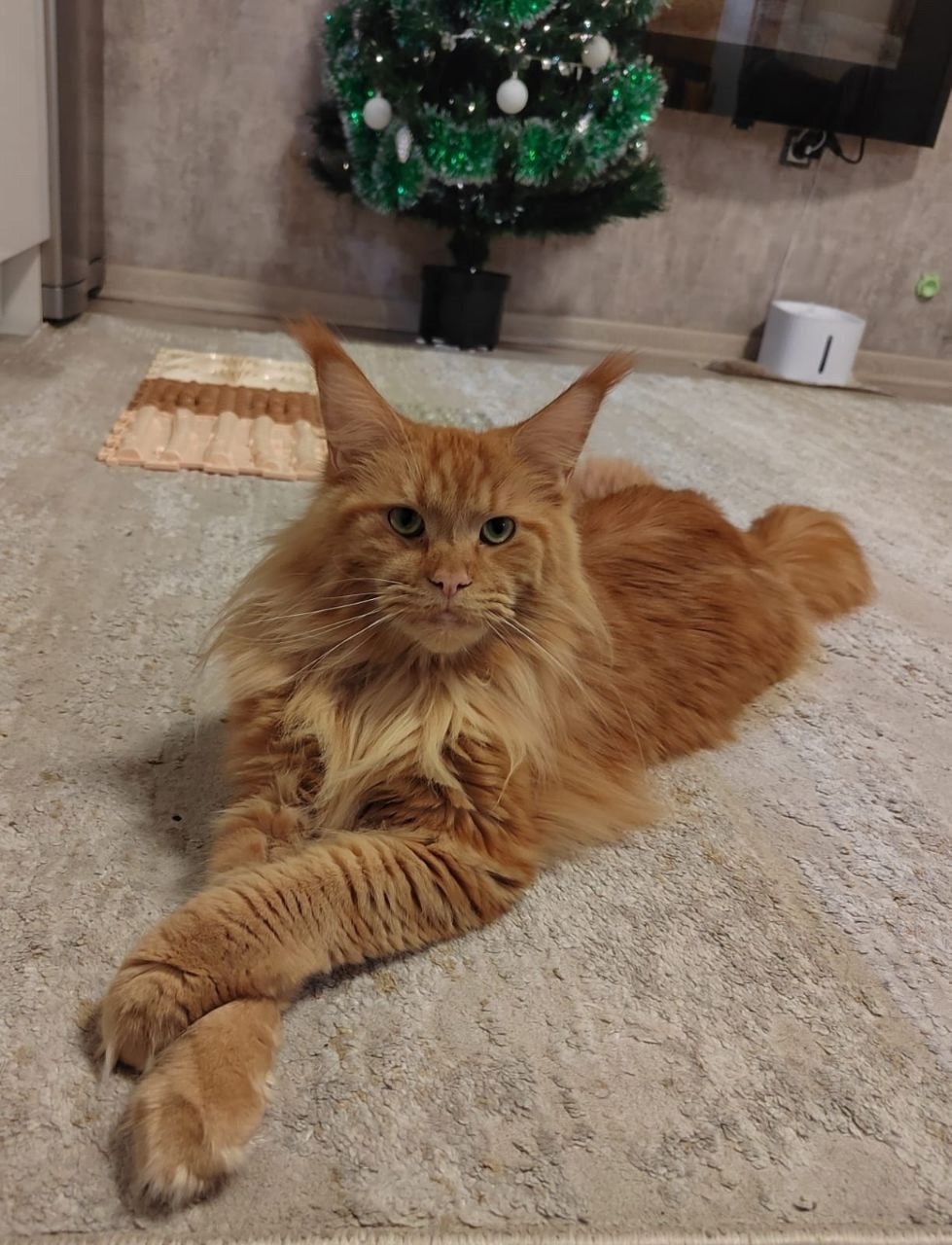 Найдена кошка в Люберцах — фото объявления