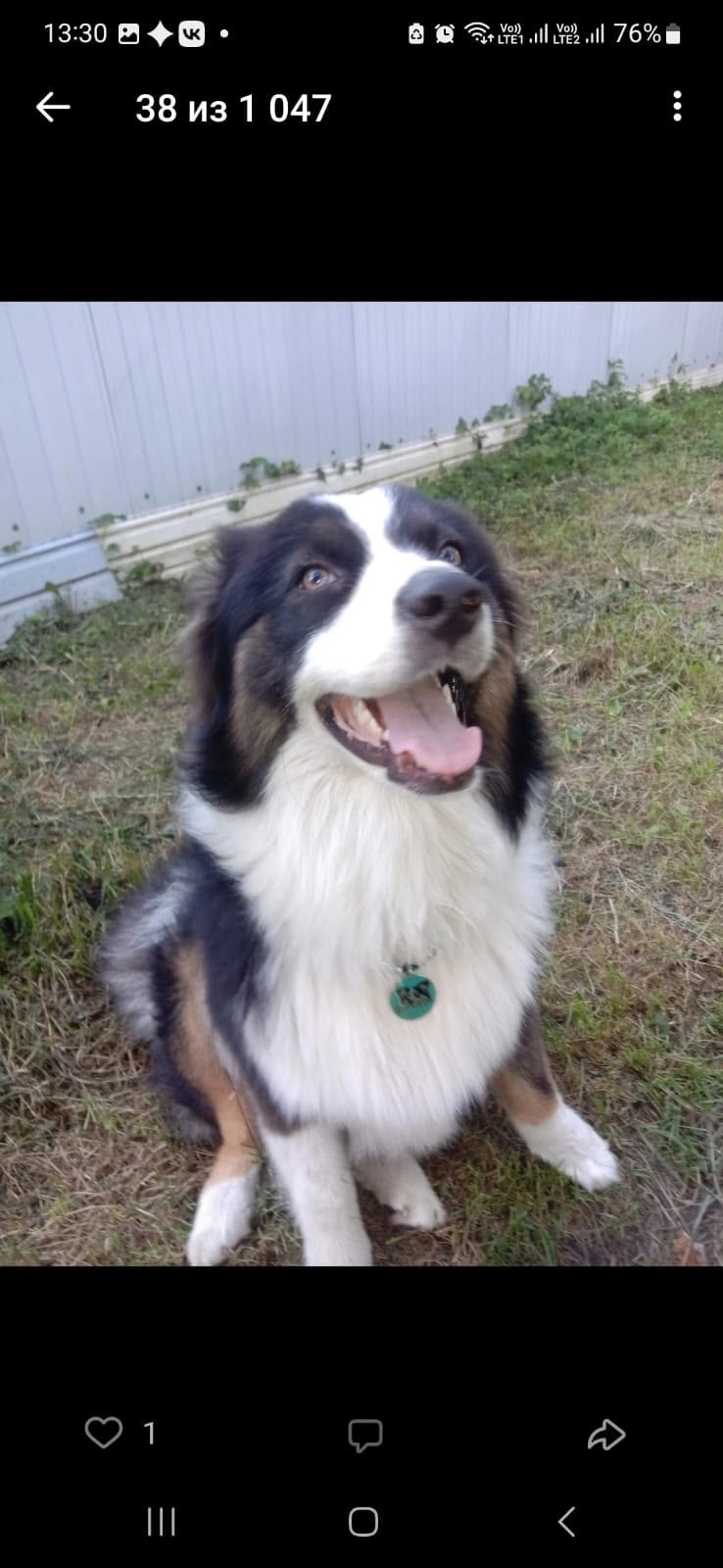 Пропала собака в Люберцах — фото объявления