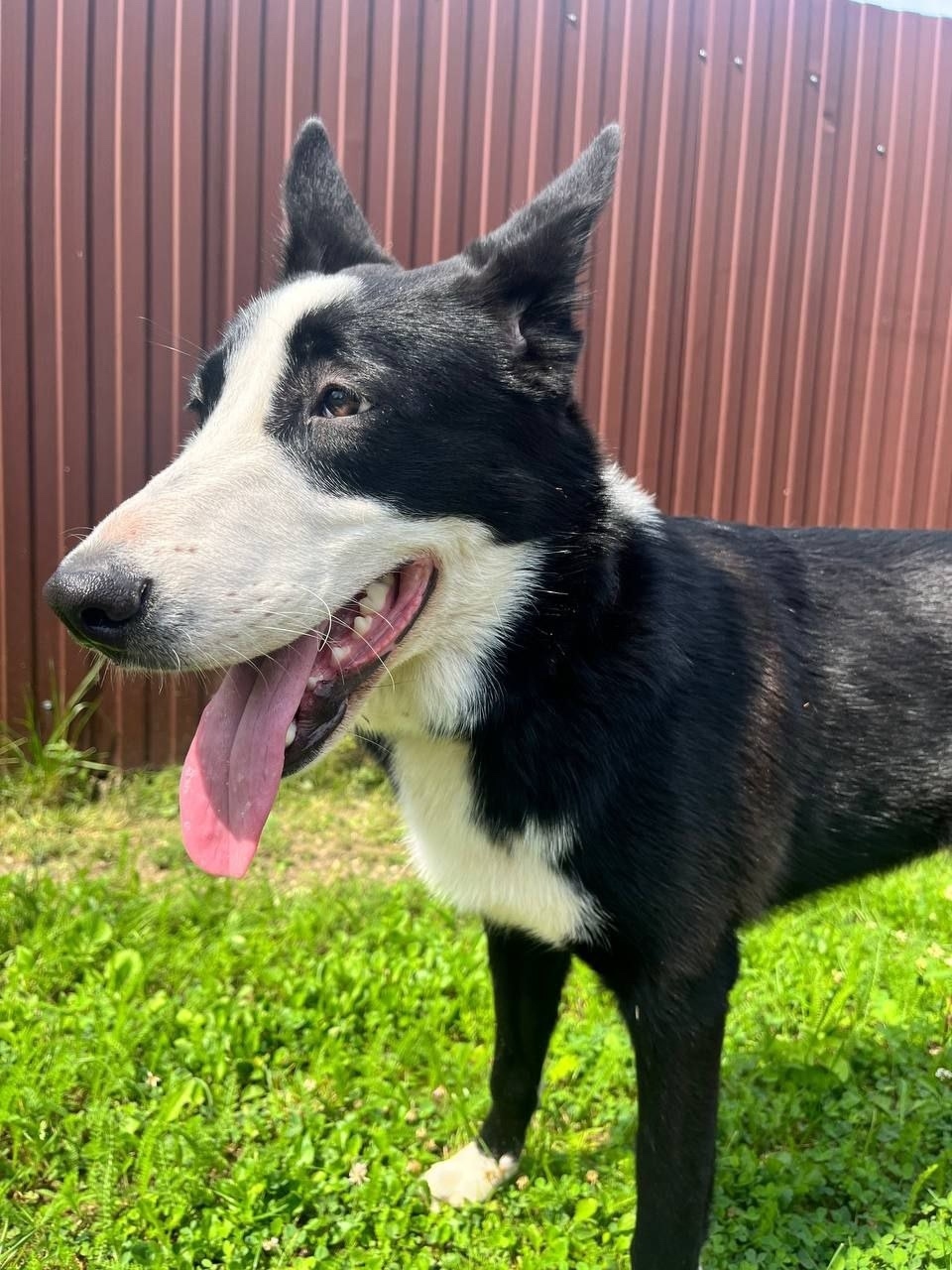 Найдена собака в Люберцах — фото объявления