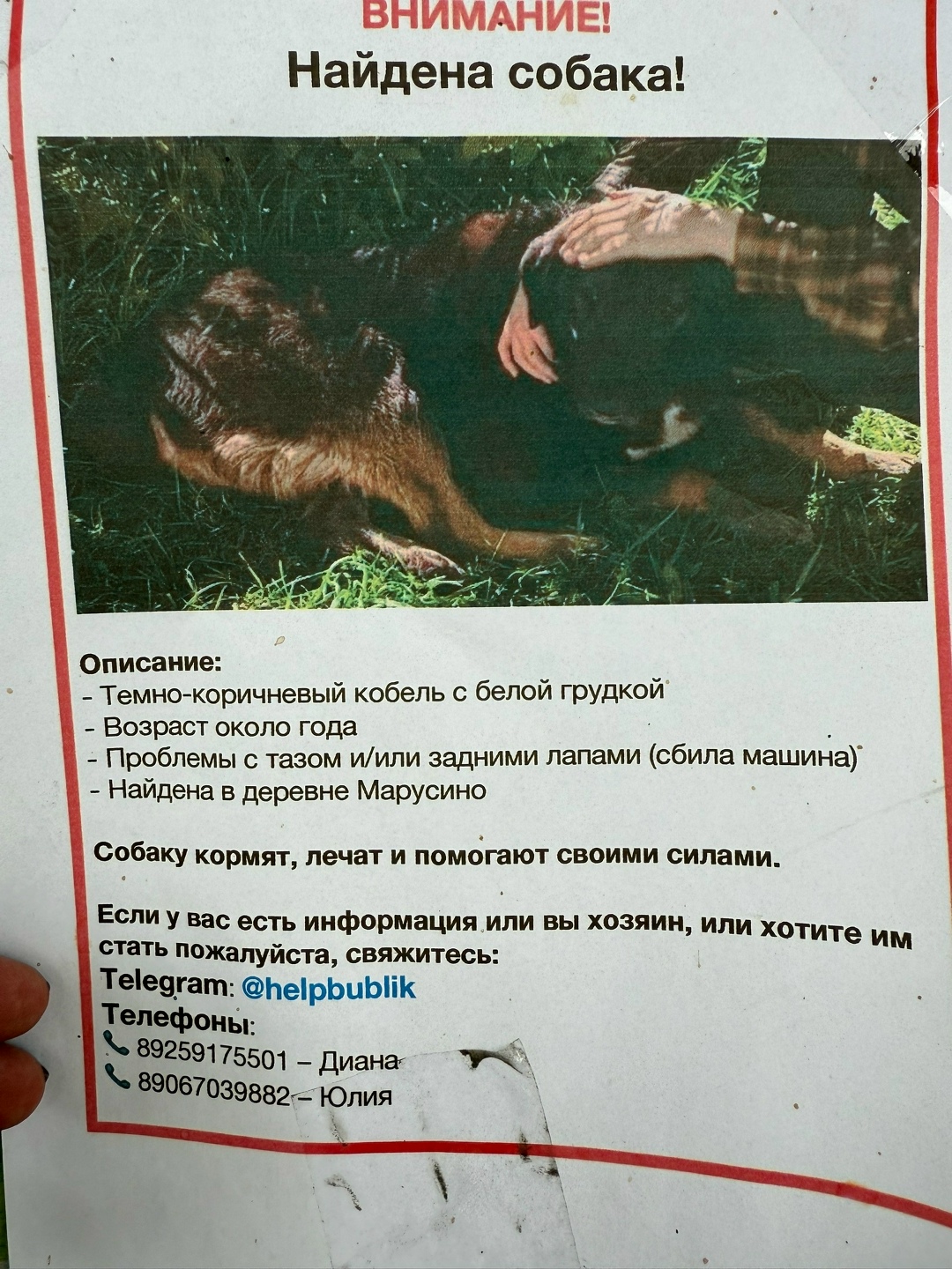 Найдена собака в Люберцах — фото объявления