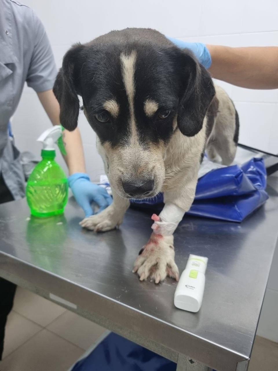 Найдена собака в Люберцах — фото объявления