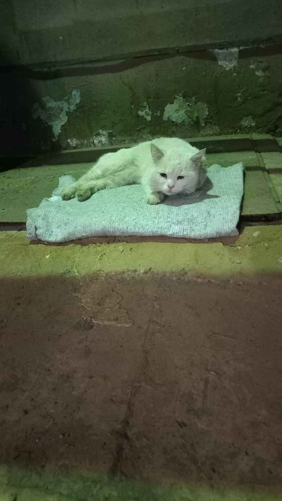 Найдена кошка в Люберцах — фото объявления