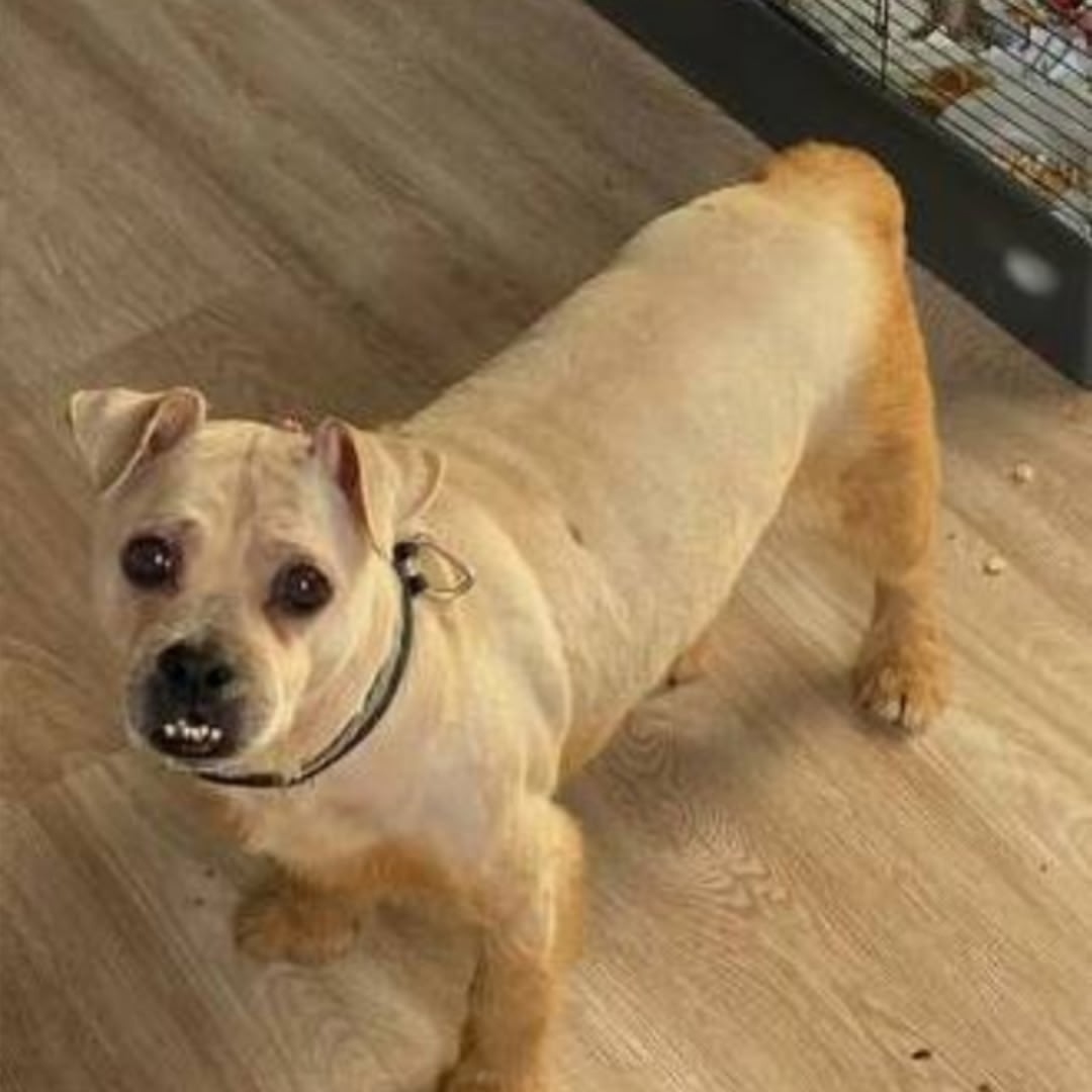 Найдена собака в Люберцах — фото объявления