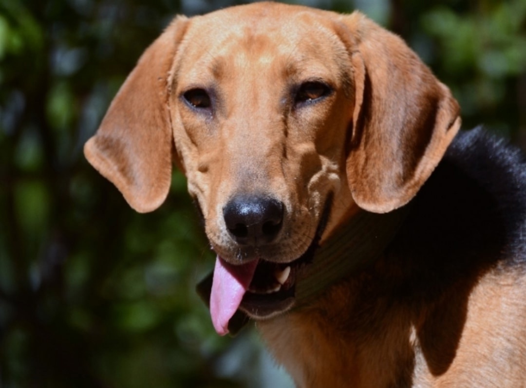 Пропала собака в Люберцах — фото объявления