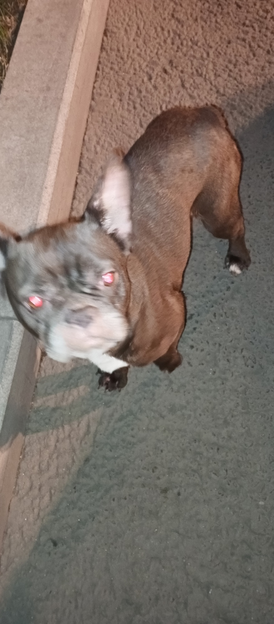 Найдена собака в Люберцах — фото объявления