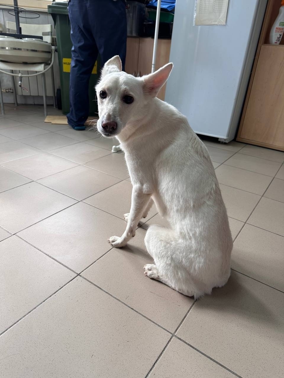 Найдена собака в Люберцах — фото объявления