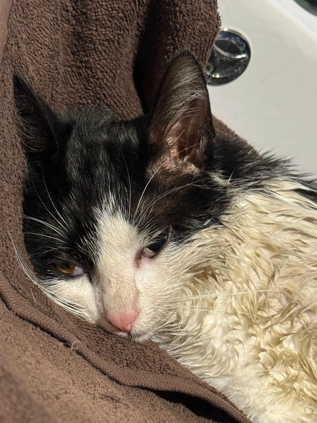 Найдена кошка в Красногорске — фото объявления