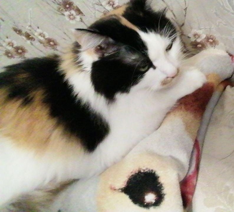 Пропала кошка в Красногорске — фото объявления