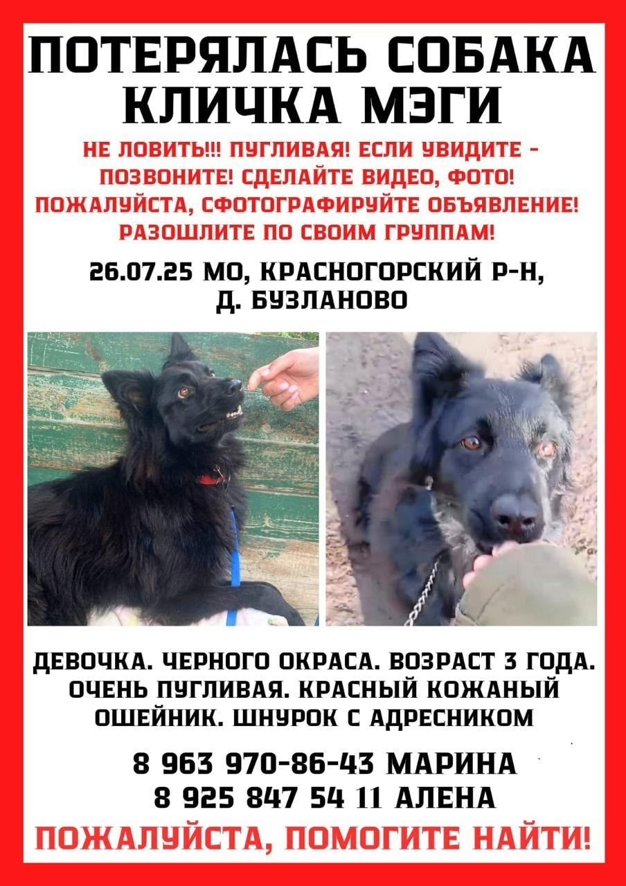Пропала собака в Красногорске — фото объявления