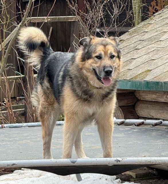 Пропала собака в Красногорске — фото объявления
