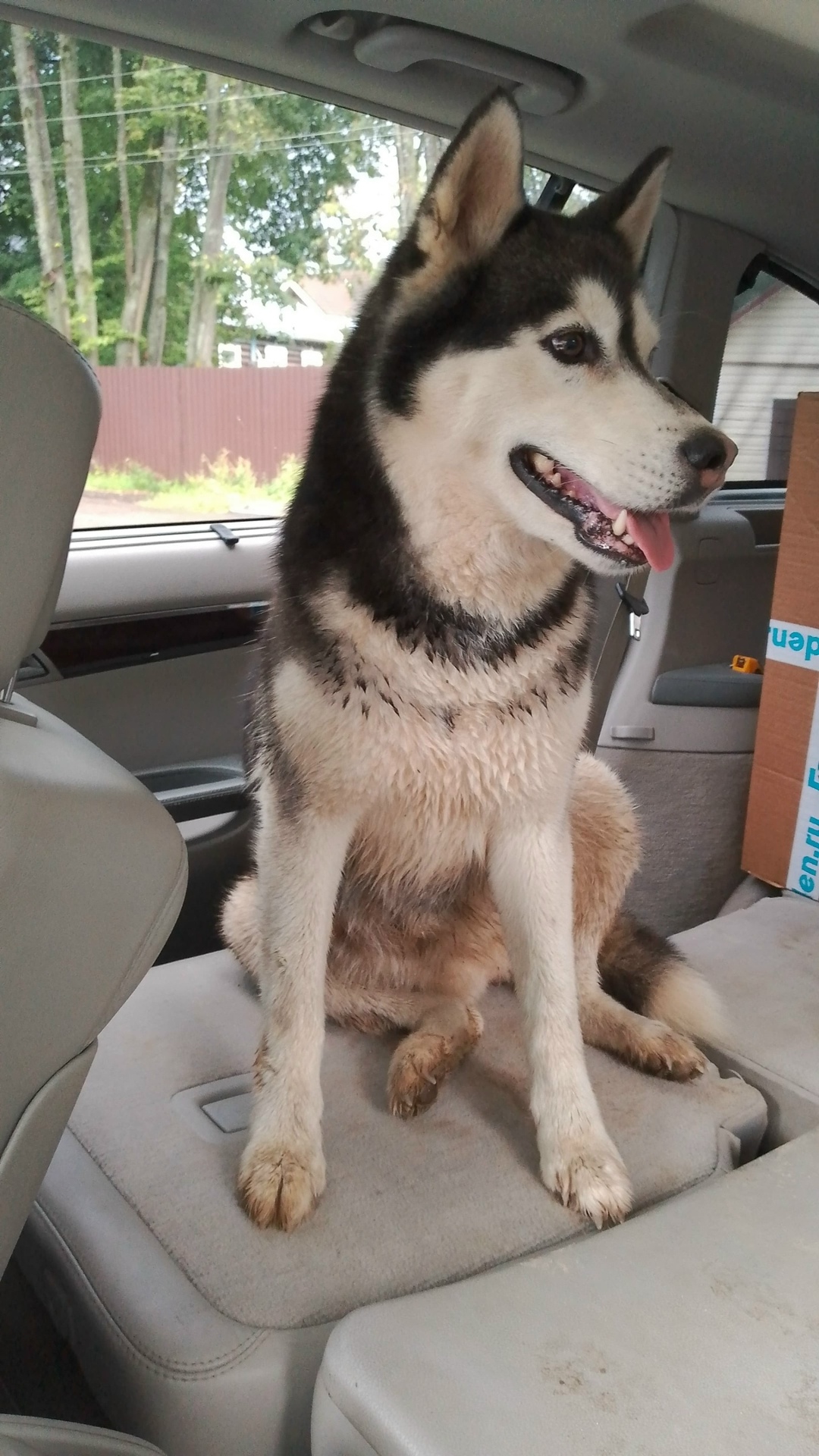 Найдена собака в Красногорске — фото объявления