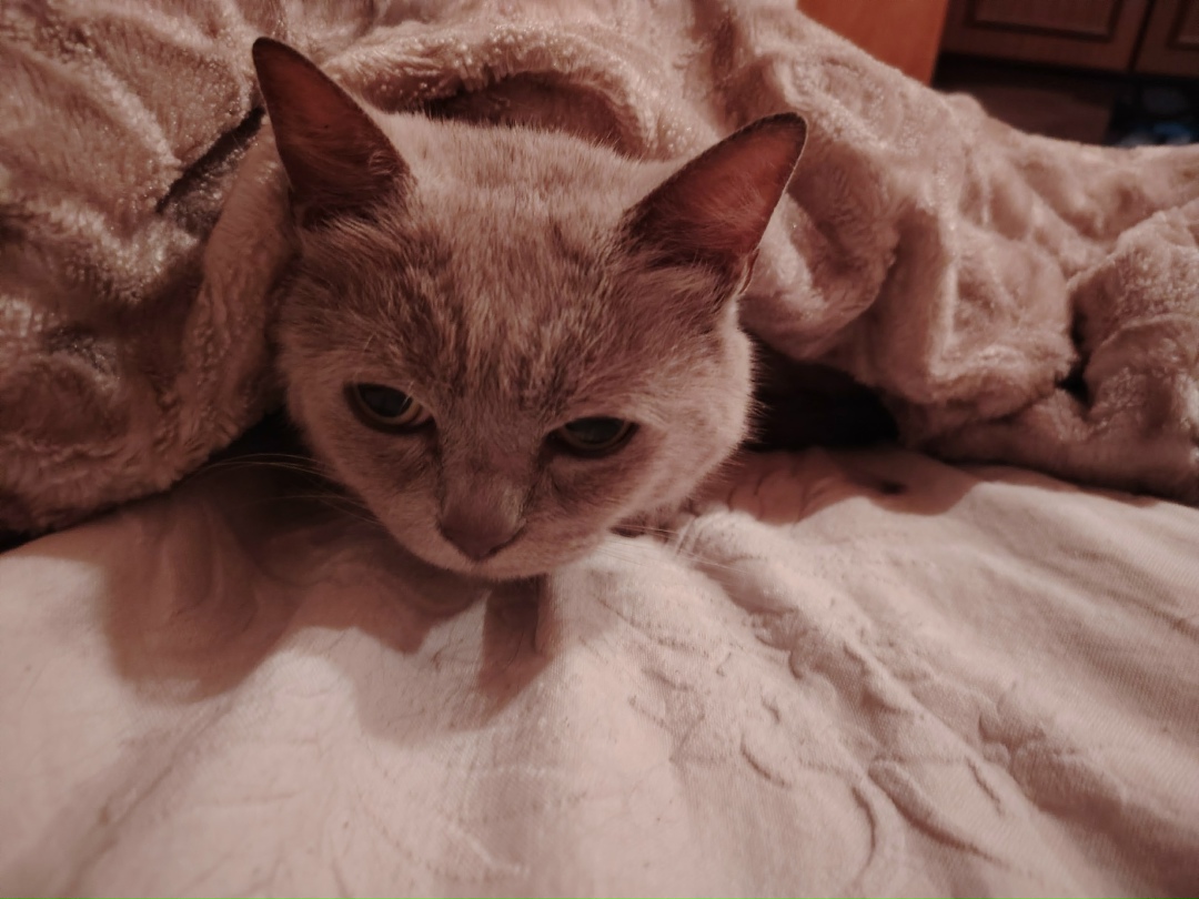 Найдена кошка в Красногорске — фото объявления