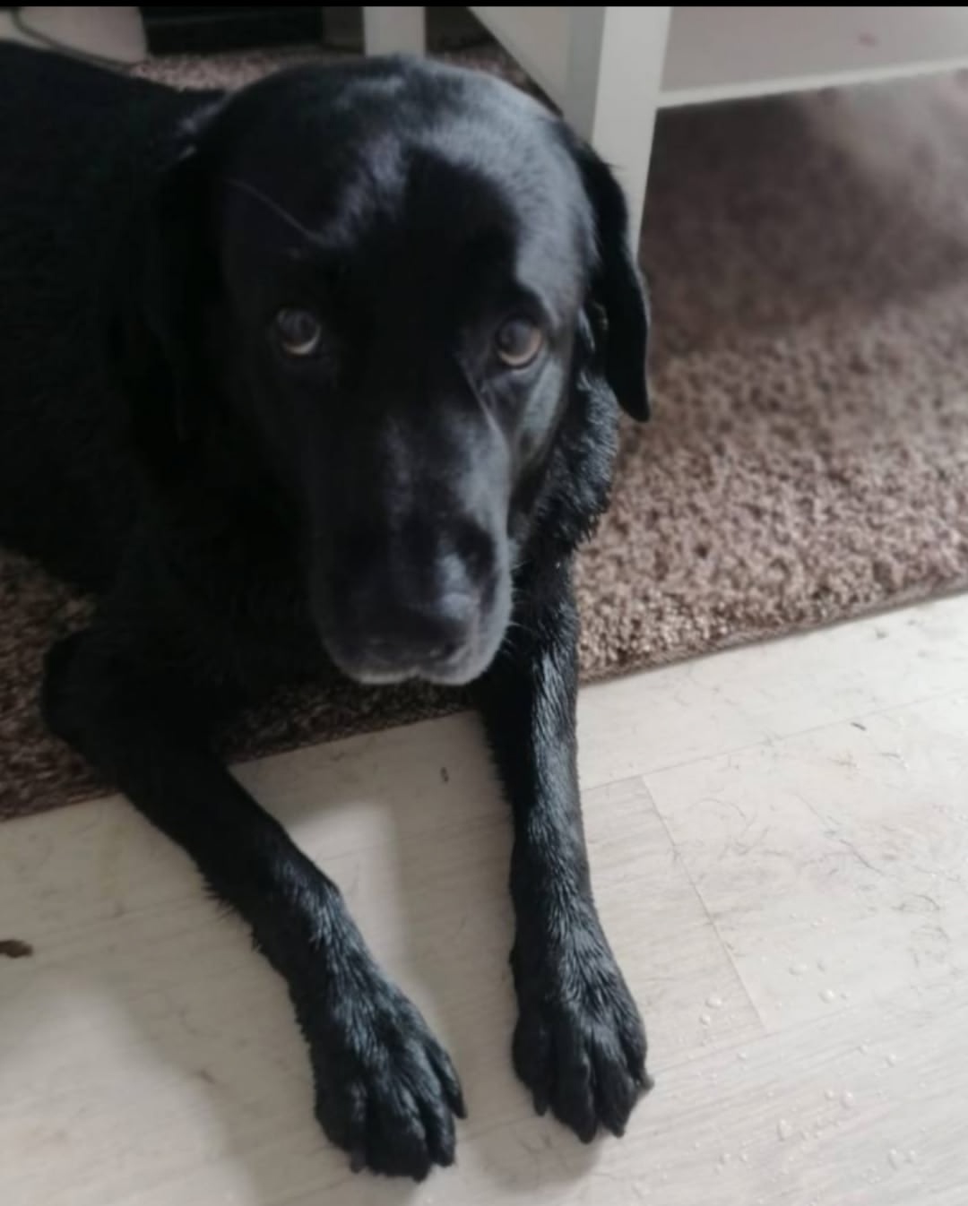 Пропала собака в Красногорске — фото объявления