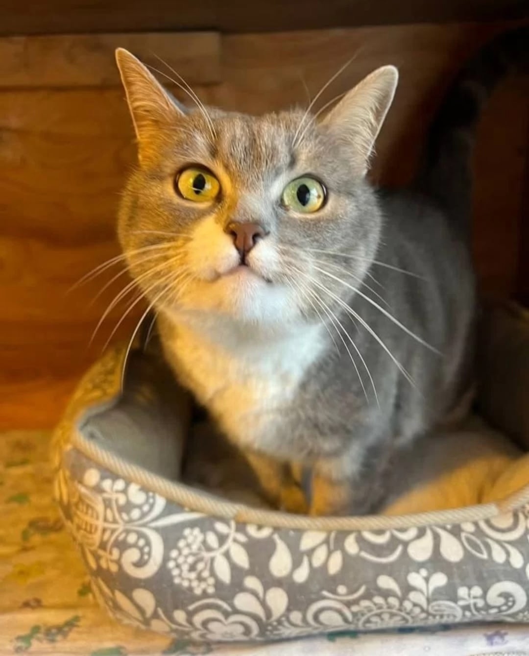 Найдена кошка в Красногорске — фото объявления