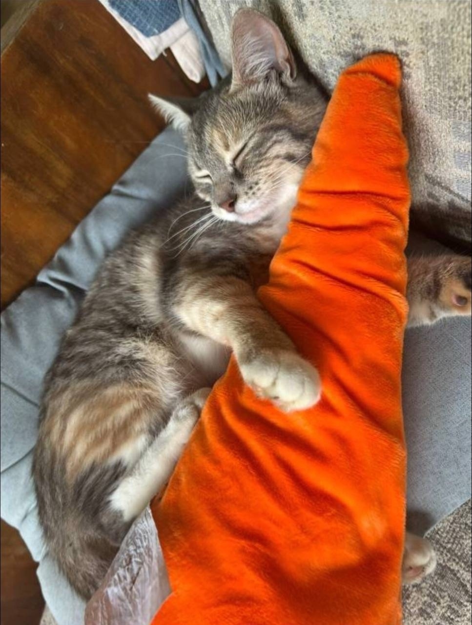 Пропала кошка в Красногорске — фото объявления