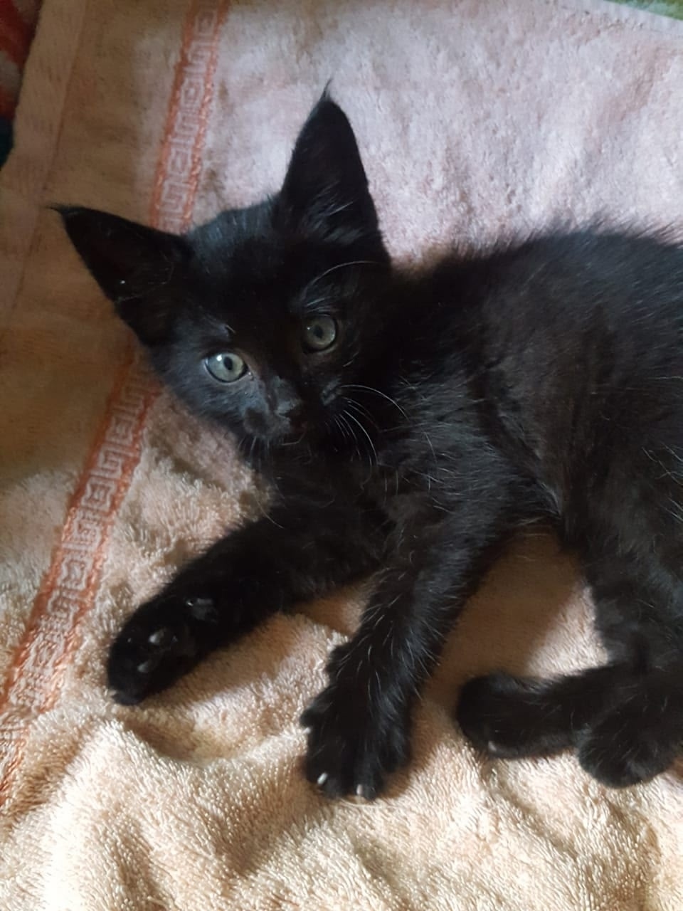 Найдена кошка в Красногорске — фото объявления