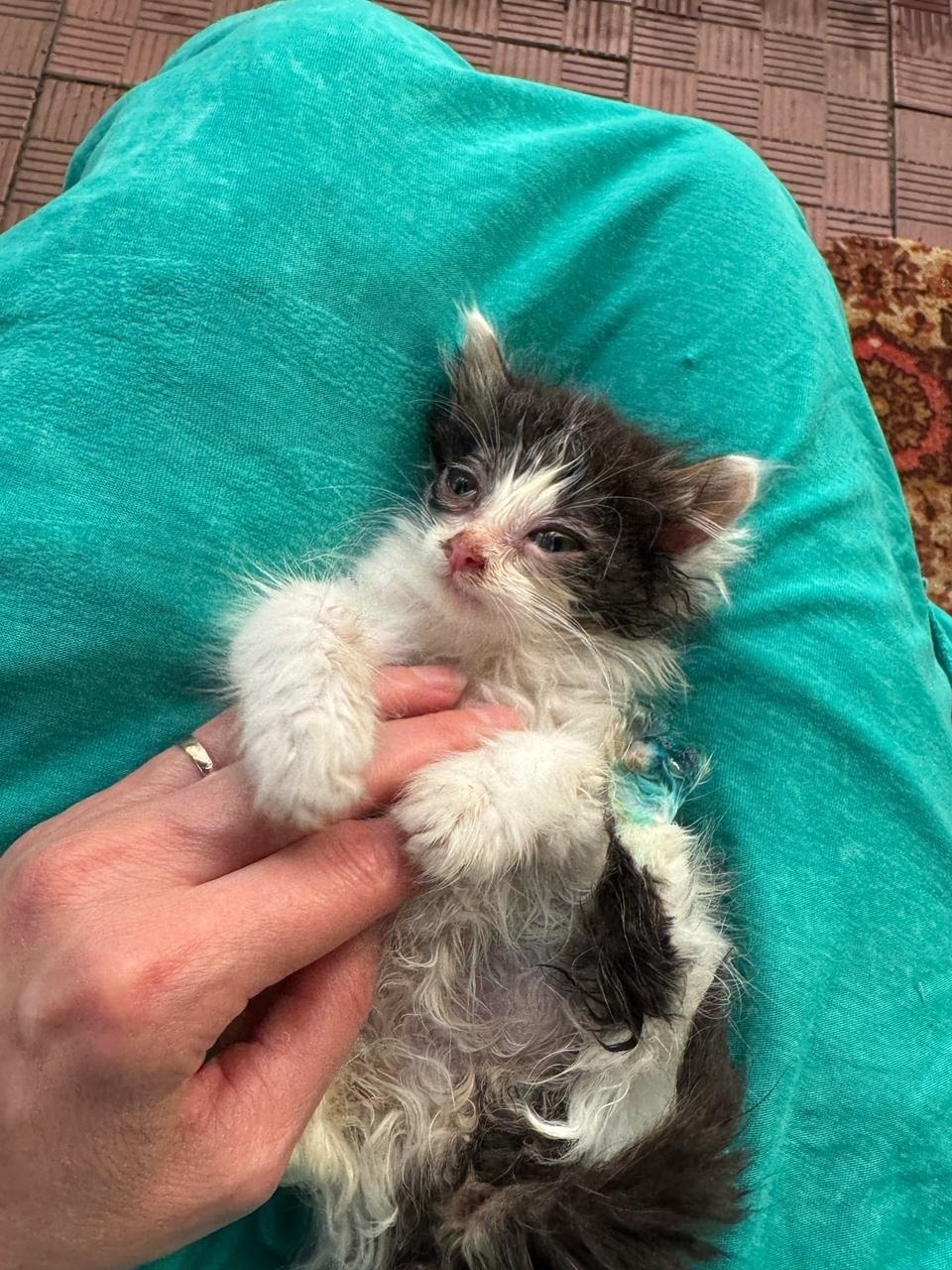 Пропала кошка в Красногорске — фото объявления