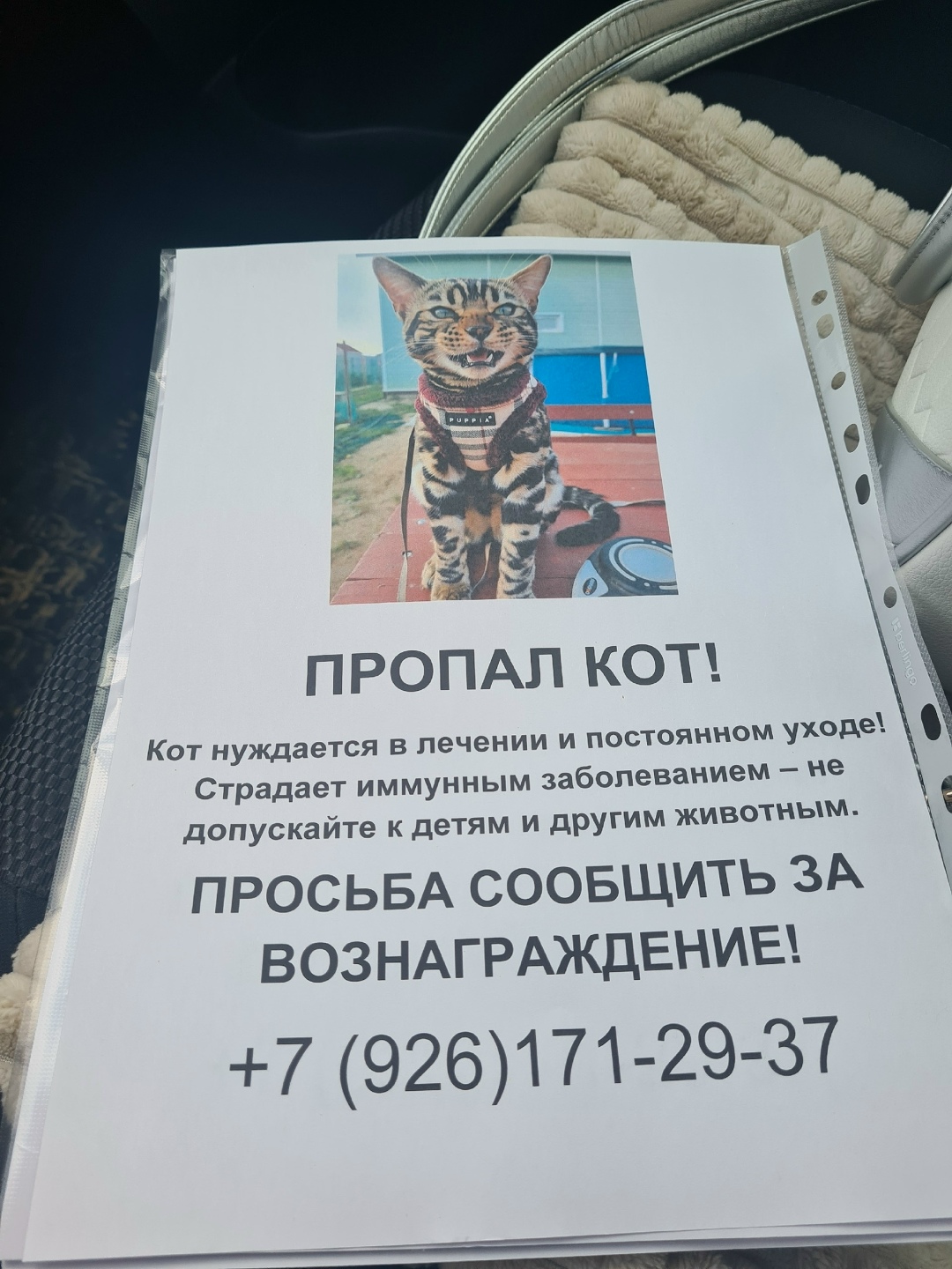 Пропала кошка в Красногорске — фото объявления