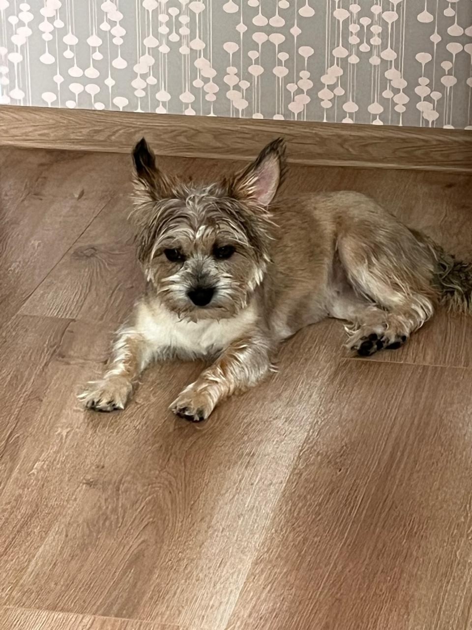 Пропала собака в Красногорске — фото объявления