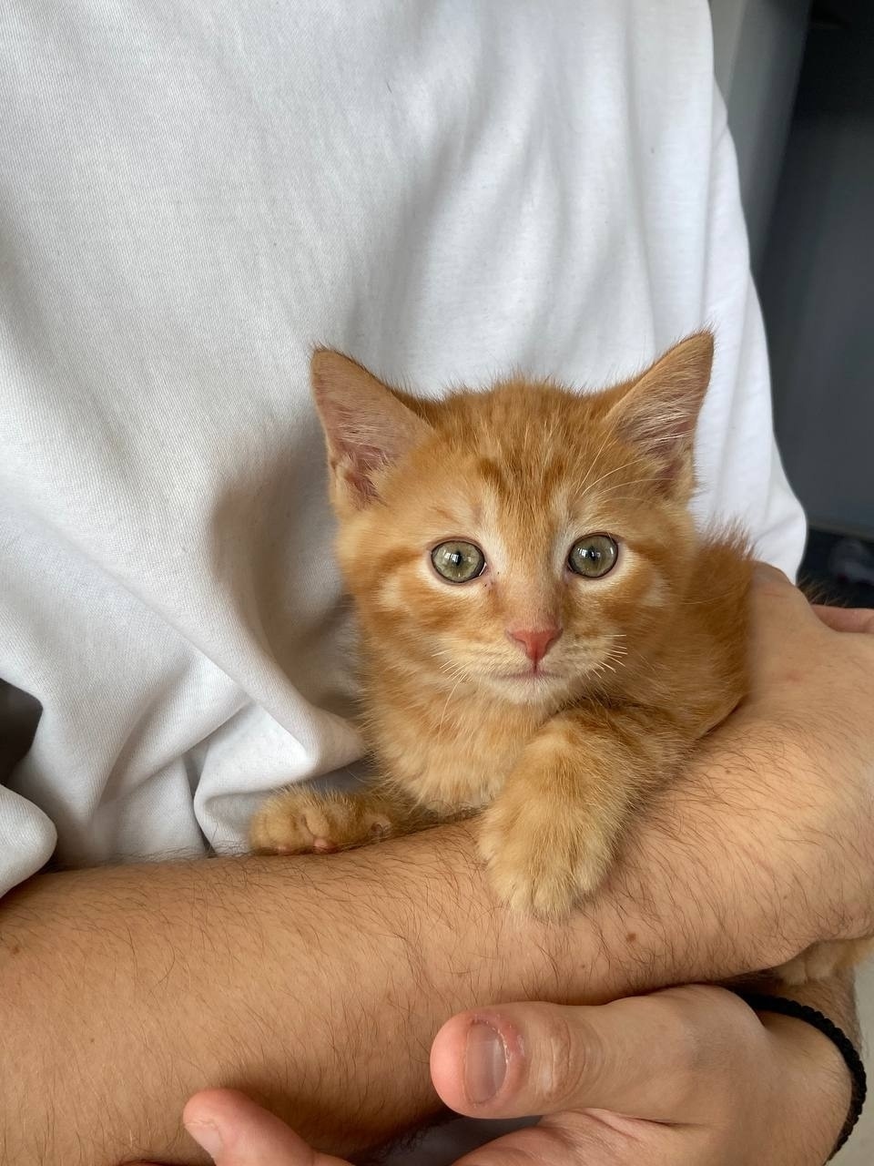 Найдена кошка в Красногорске — фото объявления