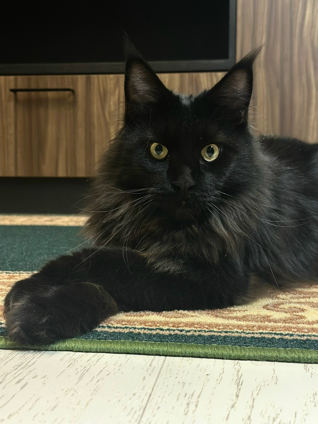 Найдена кошка в Красногорске — фото объявления