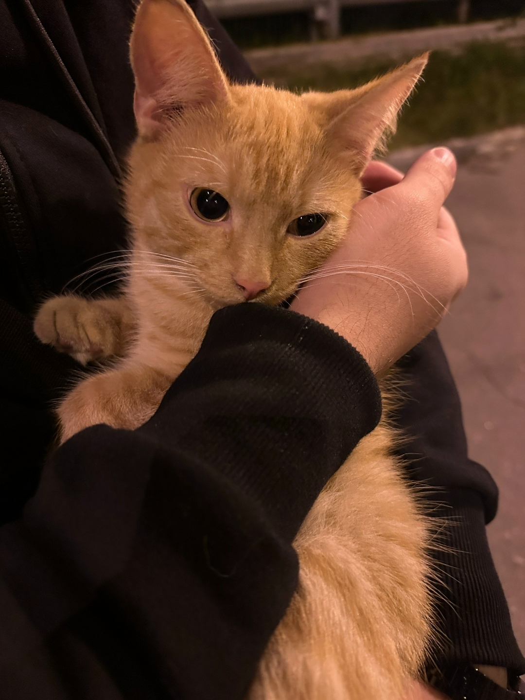 Найдена кошка в Красногорске — фото объявления