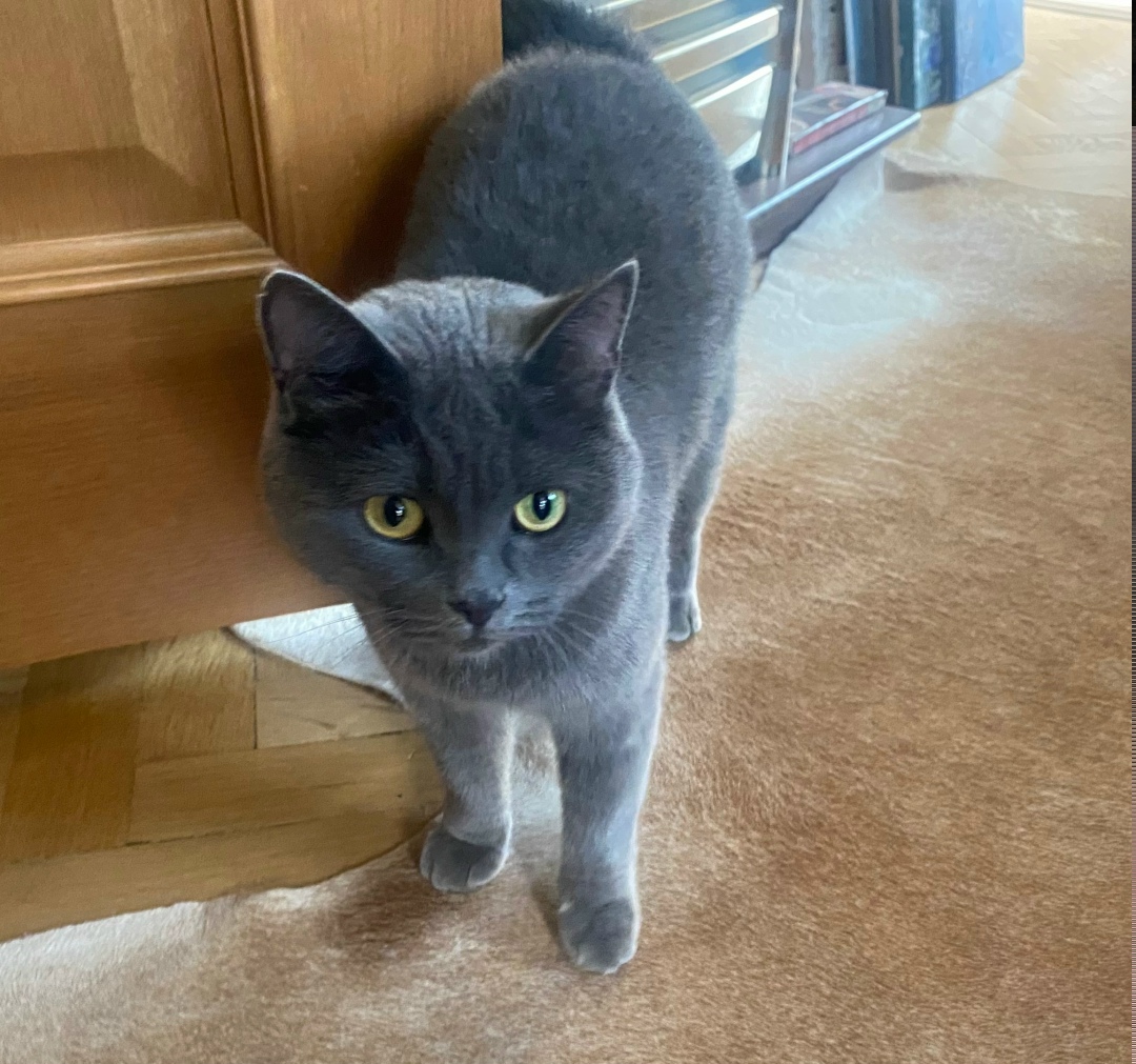 Найдена кошка в Красногорске — фото объявления