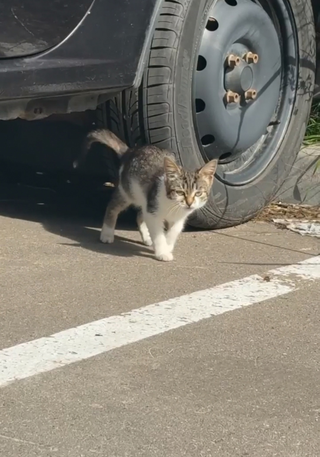 Найдена кошка в Красногорске — фото объявления