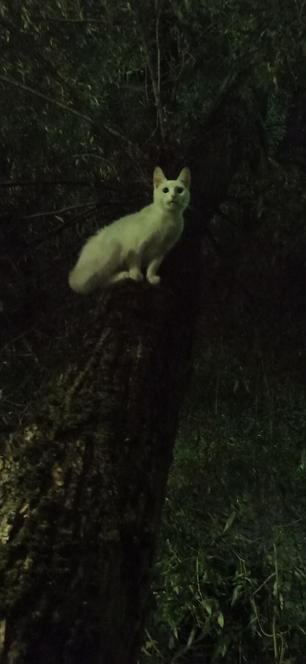 Пропала кошка в Красногорске — фото объявления