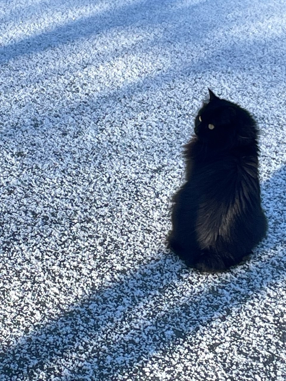 Найдена кошка в Красногорске — фото объявления