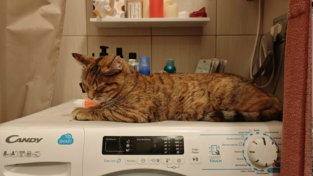 Найдена кошка в Красногорске — фото объявления