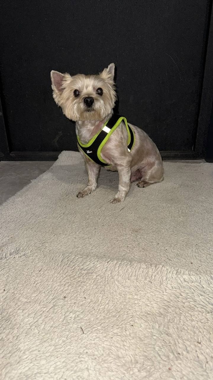 Найдена собака в Красногорске — фото объявления