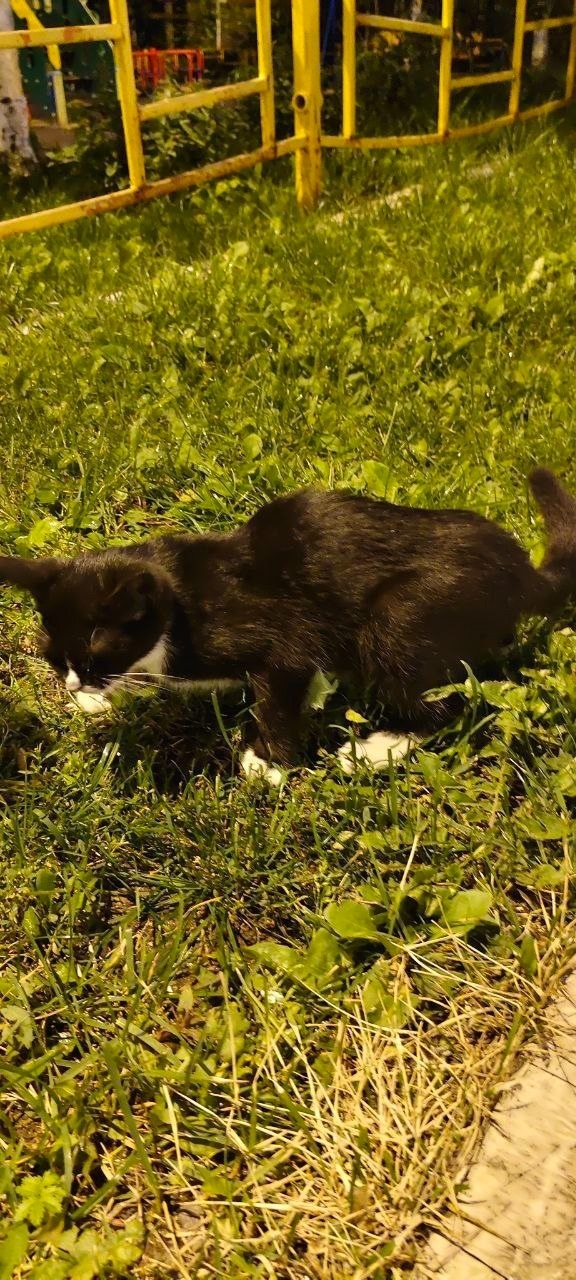 Найдена кошка в Красногорске — фото объявления