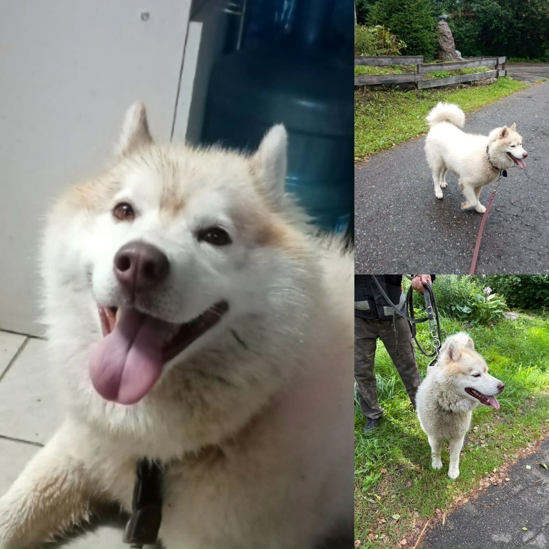 Найдена собака в Красногорске — фото объявления