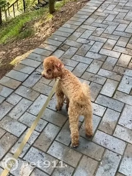 Пропала собака в Красногорске — фото объявления