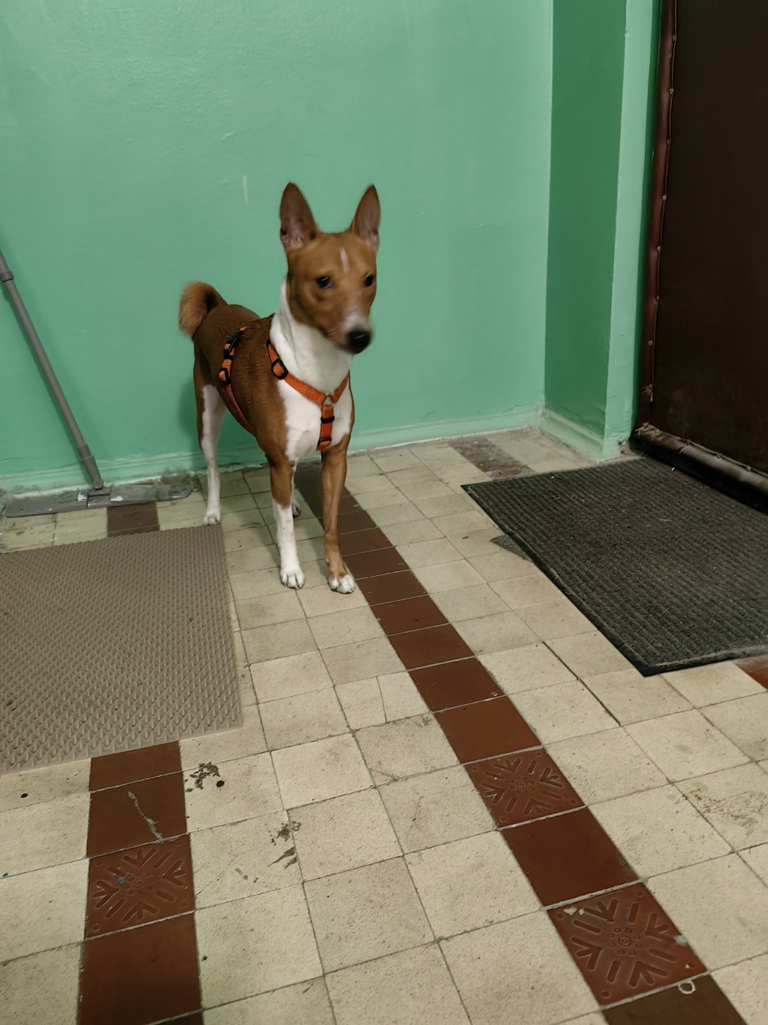 Пропала собака в Красногорске — фото объявления