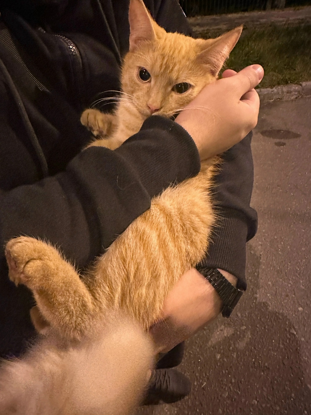 Найдена кошка в Красногорске — фото объявления