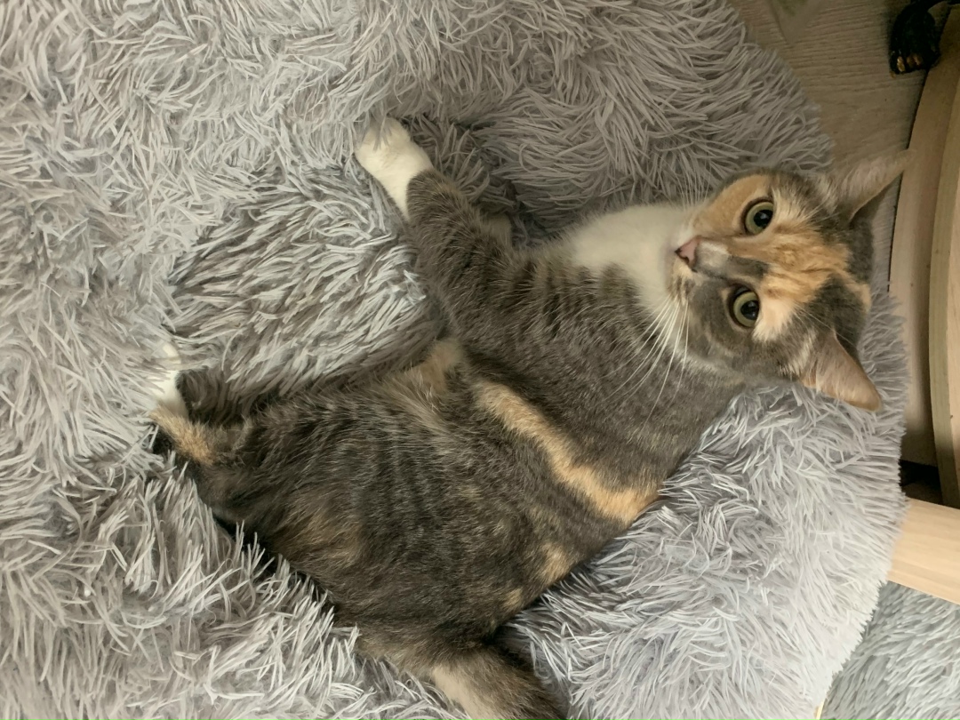 Найдена собака в Красногорске — фото объявления