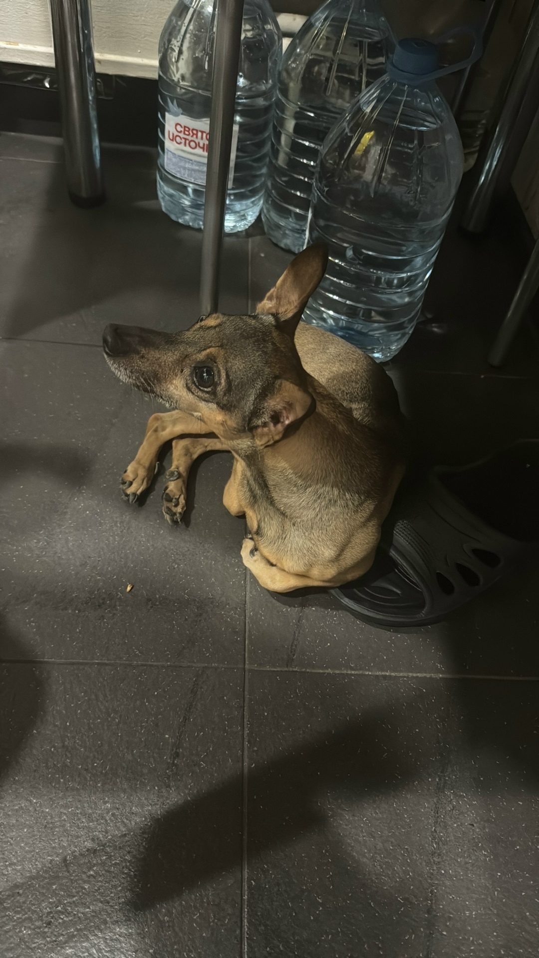 Найдена собака в Красногорске — фото объявления