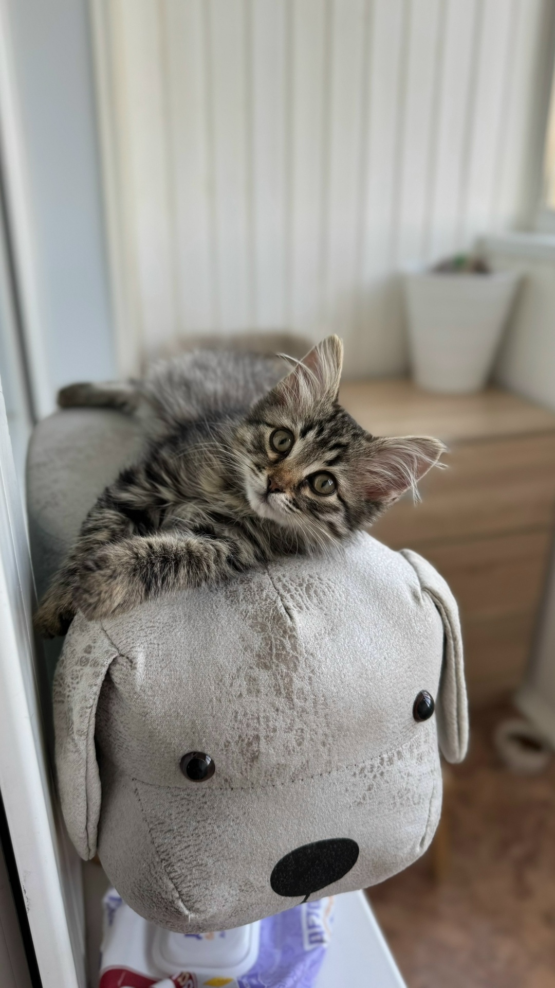 Найдена собака в Красногорске — фото объявления