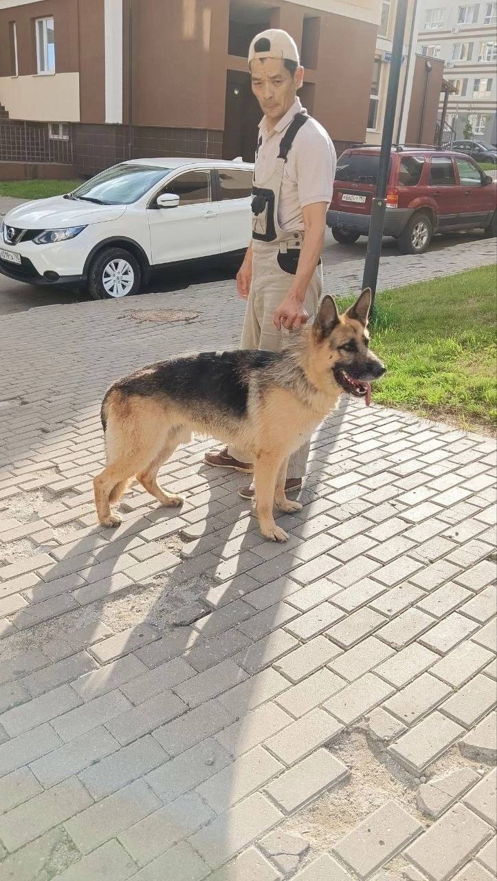 Пропала собака в Красногорске — фото объявления